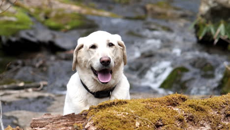 Smiling-white-lab-poses-with-water-flowing-in-slow-motion-in-background