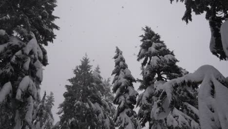 Camera-looking-up-as-big-snowflakes-fall-in-forest