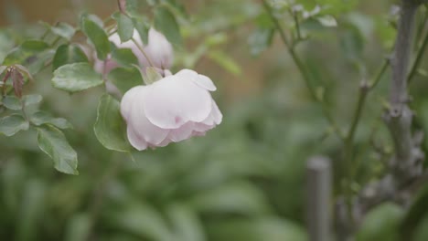 Nahaufnahmemakro-Einer-Rosafarbenen-Blumenrose-In-Einem-Hausgarten