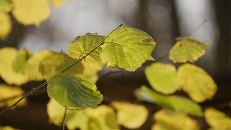 Green-leaves-on-a-tree-at-fall,-lit-by-sunshine