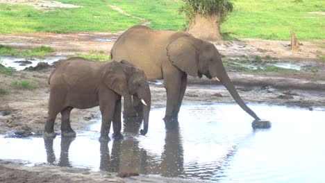 Fantastische,-Gleichmäßige-Aufnahme-Von-Zwei-Wilden-Afrikanischen-Elefanten,-Die-In-Einem-Kleinen-Teich-Stehen