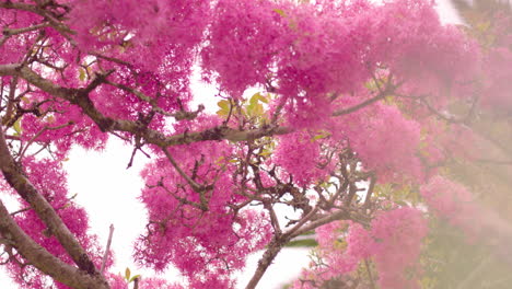 Arupo-or-Jacaranda-tree-blooms