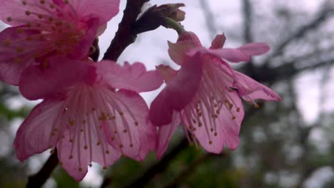 Kanzakura-Sakura-Flor-De-Cerezo-Japonesa-Soplando-En-La-Brisa