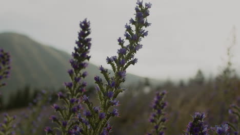 Purple-lupines-blowing-slowly-in-the-wind-during-a-cold-cloudy-day-in-the-South-Island-of-New-Zealand