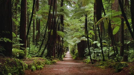 Loopable-footage-taken-outside-of-Rotarua-in-New-Zealand-of-a-rainforest-and-Redwood-trees
