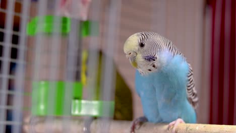 The-loving-and-caring-mother-of-most-of-the-budgies,-is-sitting-nervously-on-the-perch-watching-her-young-ones-and-resting-a-little-bit