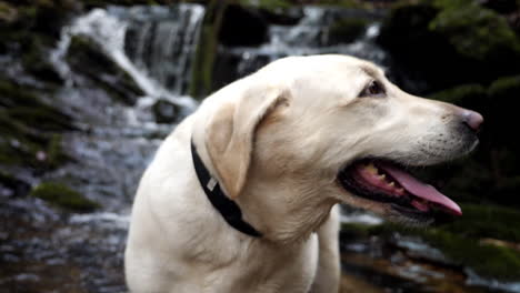 White-lab-looks-away-as-waterfall-flows-in-slow-motion-in-background