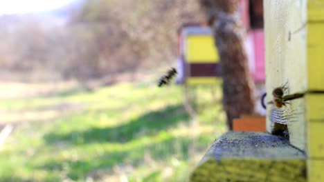 Bees-fly-in-and-out-from-beehive-in-slow-motion