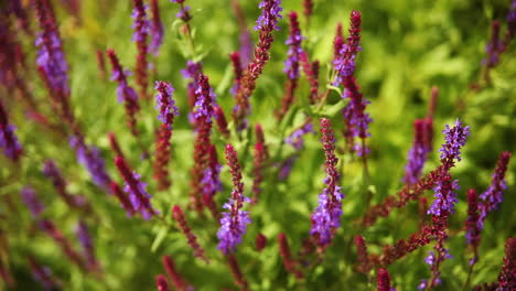 Beautiful-purple-and-red-plant-in-a-garden