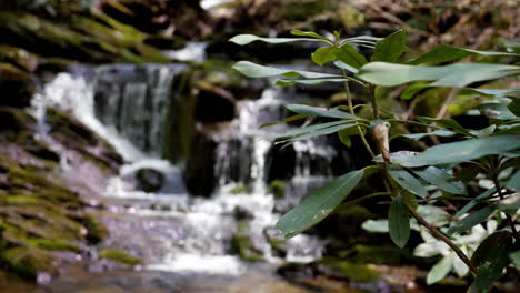 Wasserfall-Fließt-In-Zeitlupe-Mit-Rhododendron-Im-Vordergrund,-Aufgenommen-Mit-180-Bildern-Pro-Sekunde
