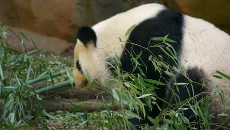 A-giant-panda-reaching-for-a-bamboo-branch-and-then-eating-it