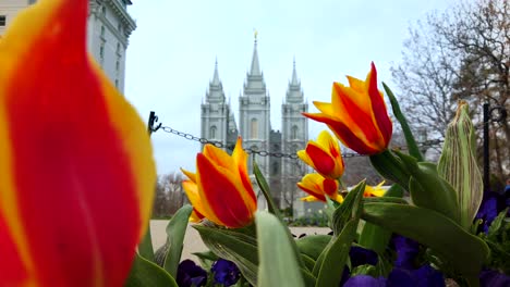 Salt-Lake-Tempel-Für-Die-Kirche-Jesu-Christi-Der-Heiligen-Der-Letzten-Tage-Im-Frühling-Mit-Wunderschönen-Blumen,-Die-Das-Tempelgelände-Schmücken
