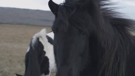 Schwarzes-Pferd-In-Island,-Das-In-Die-Kamera-Blickt