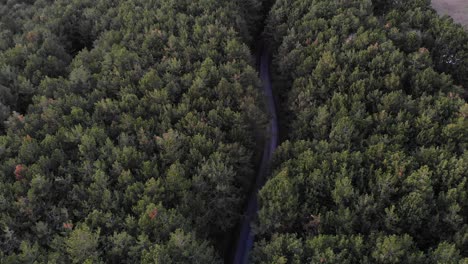 Drone-Flight-over-a-Coniferous-Forest-and-a-Road