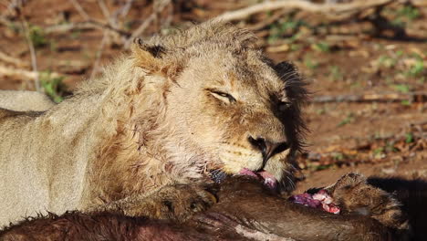 Drei-Jahre-Alter-Nomadischer-Männlicher-Löwe,-Der-Sich-Am-Späten-Vormittag-Von-Einem-Afrikanischen-Büffel-Ernährt---Greater-Kruger-National-Park