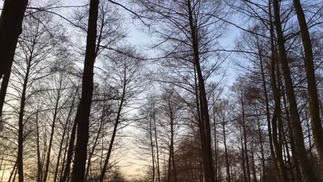 Walking-on-a-forest-road,-early-spring-season,-with-beautiful-light-coming-from-sunset