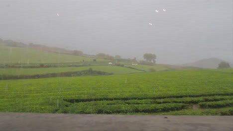 Eine-Teeplantage,-Von-Einem-Innenfenster-Aus-Gesehen,-Während-Es-Regnet