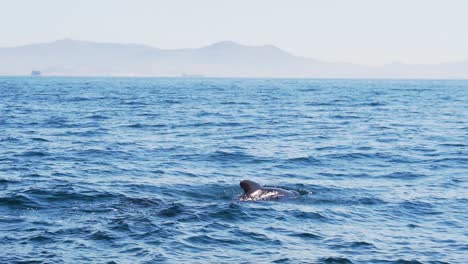 Tres-Ballenas-Piloto-Nadando-En-Gibraltar,-España-Cámara-Lenta