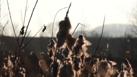 Wind-blowing-through-mace-reed,-early-spring-season-near-a-river