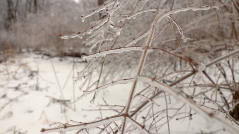 A-closeup-view-of-small-plant-branches-fully-covered-in-ice-because-of-the-freezing-rain
