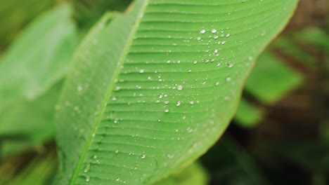Riesiger-Tropischer-Pflanzenblattregen