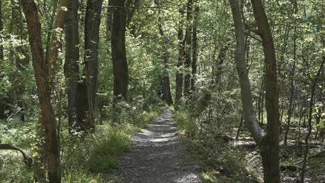 Gravel-footpath-through-dense-forest