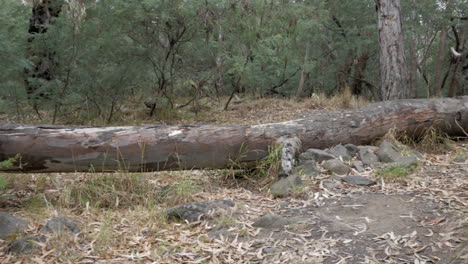 Umgestürzter-Flussgummibaum,-Der-über-Einem-Buschweg-Liegt