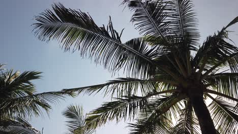 coconut-tree-leaves-fluttering-in-the-wind,-tropical-vacation-background