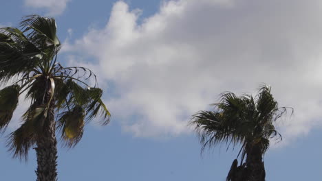 Palm-trees-in-slow-motion-against-a-bright-sky