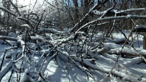 A-close-up-view-of-clustered-and-broken-ice-and-snow-covered-tree-branches-on-forest-grounds