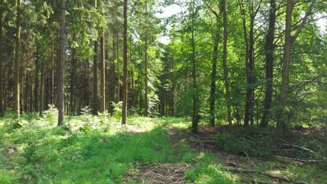 Ein-Spaziergang-Durch-Den-Wald-Mit-Sonnenstrahlen,-Die-Durch-Die-Bäume-Scheinen
