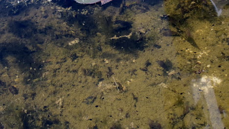 Viele-Kaulquappen-Unterschiedlicher-Größe-Schwimmen-Im-Wasser
