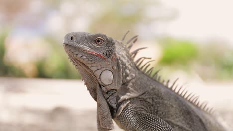 Closeup-of-an-iguana-on-Bonaire