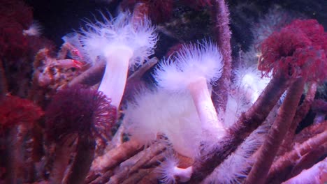 Sea-Anemones-in-an-aquarium-n-London