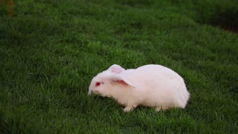 Weißes-Kaninchen,-Das-Grünes-Gras-Frisst