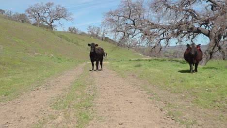 Close-up-of-cow-walking-through-the-whole-frame