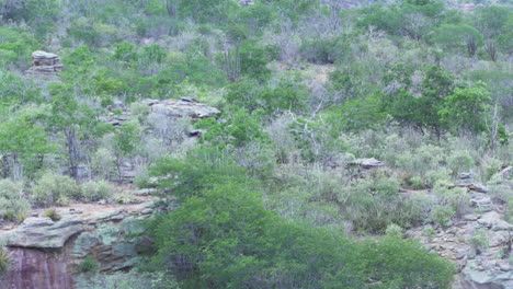 Caatinga-desert-rock-forest-with-calm-breeze-in-Brazil