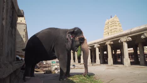 Slow-motion-close-up-on-Religious,-decorative,-painted-elephant-eating-grass-in-stone-ruin-Hampi-temple,-Karnakata