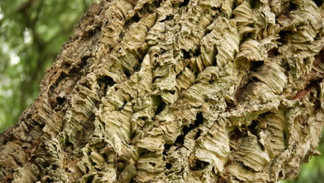 Cork-Oak-Tree,-Quercus-Suber