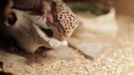 Un-Gecko-Leopardo-Está-Encaramado-En-Su-Recinto