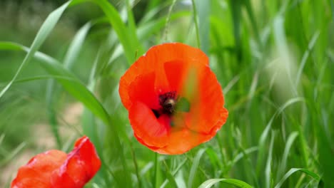 Two-solitary-Poppy-flowers-surrounded-by-corn-crop-plants