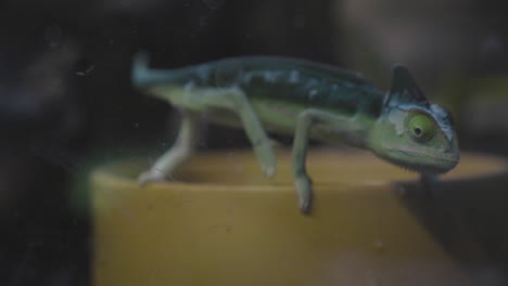A-Veiled-Chameleon-in-its-terrarium-walking-on-its-water-bowl