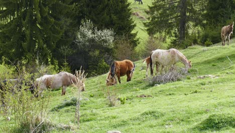 Eine-Herde-Frei-Grasender-Pferde