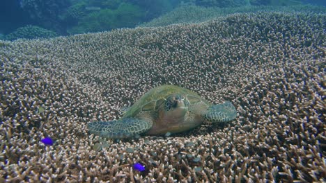 A-big-green-turtle-is-resting-on-a-beautiful-coral-garden