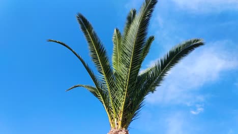 Palm.-High-tropical-tree-in-the-summer
