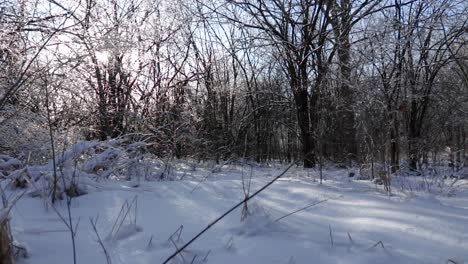 A-closer-to-the-ground-forward-moving-motion-amongst-frozen-grass,-ice-covered-trees-and-snow-covered-grounds