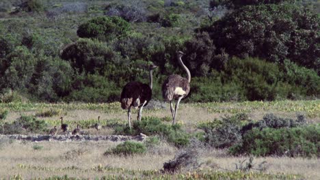 A-male-and-female-ostrich-surrounded-by-their-young-walk-away-in-a-shimmering-heat-haze
