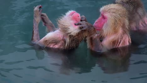 Monkey-Onsen,-video-took-in-Hakodate---Feb-2019-close-up-of-2-monkeys-having-a-good-time-in-the-Hot-spring-cleaning,-scratching,-quality-time