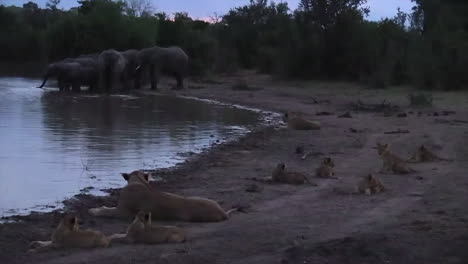 Manada-De-Elefantes-Y-Orgullo-De-Leones-En-El-Pozo-De-Agua,-Parque-Nacional-Kruger