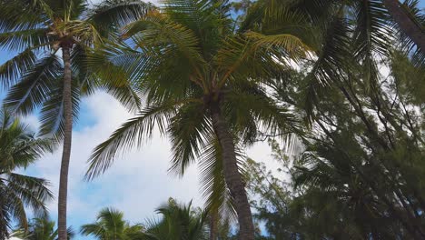 Palm-trees-on-sunny-island-day